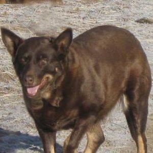 Meet your Posher, Shirl